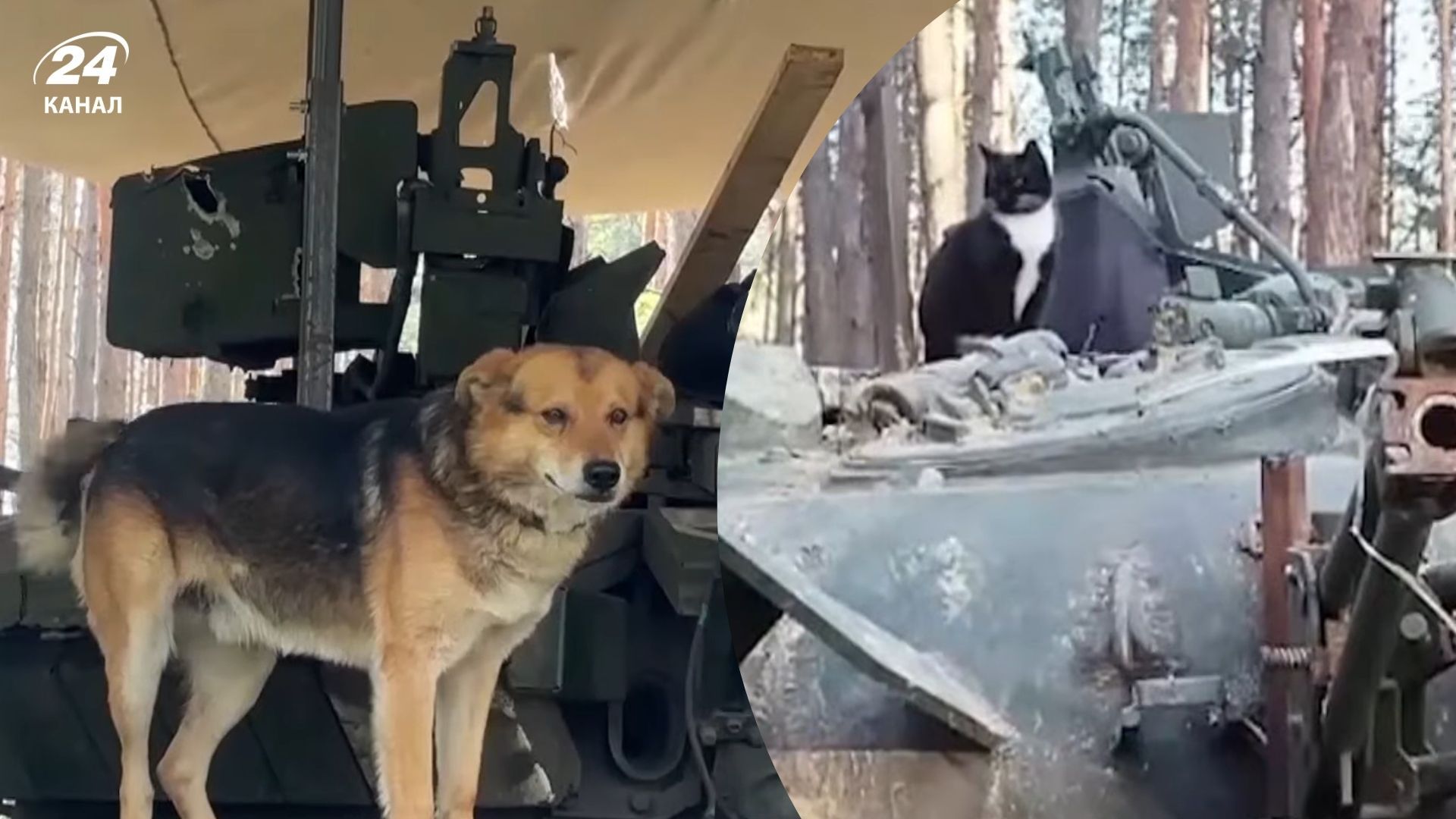 Фото до матеріалу: Танкісти та їхні улюбленці: пес Каштан їздить на броні, а кішка Ірина народила кошенят на фронті
