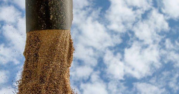 Фото до матеріалу: USDA оцінив український врожай пшениці та кукурудзи на 2026/27: деталі прогнозу та коментар аналітиків