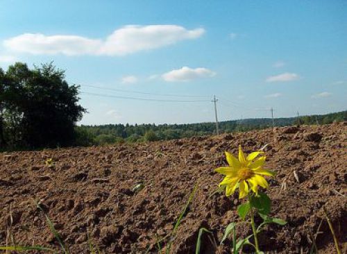 Фото до матеріалу: Львівська облрада вимагає продовжити мораторій на продаж землі