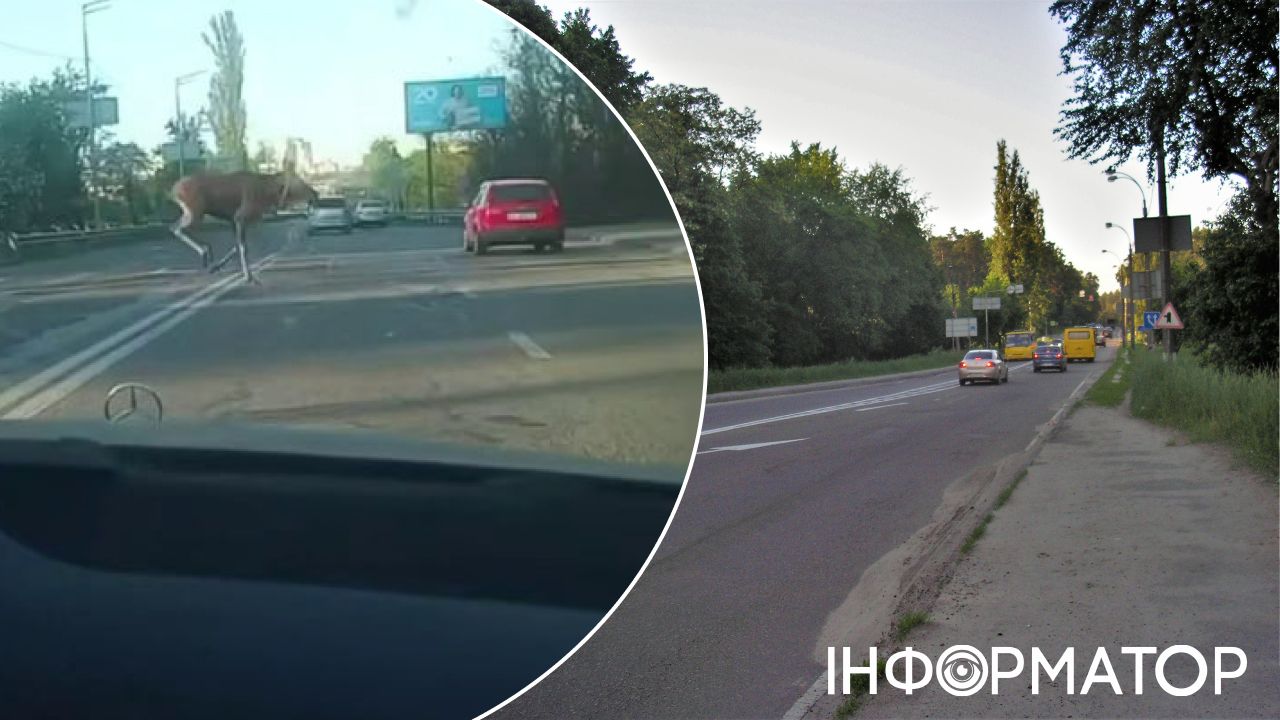 Фото до матеріалу: Лосиний форсаж у Києві: двоє рогатих влаштували ранковий забіг біля площі Шевченка