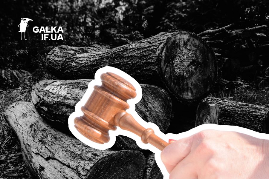 Фото до матеріалу: На Прикарпатті «чорні лісоруби» вирубали цінні дерева на понад 4 млн грн