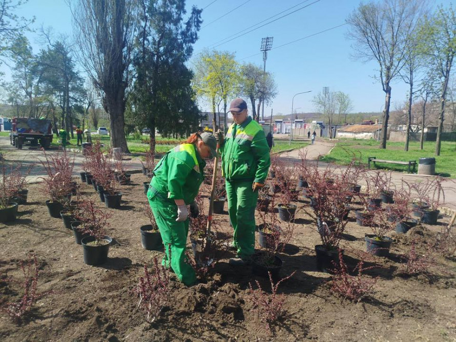 Фото до матеріалу: Кривий Ріг оновився: тисячі сакур, кленів та беріз прикрасили міські сквери