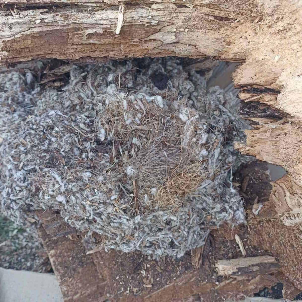 Фото до матеріалу: Руками краще не чіпати: Чорнобильський заповідник закликав не забирати дитинчат диких тварин