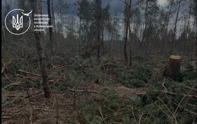Фото до матеріалу: На Камінь-Каширщині виявили незаконну порубку лісу на понад 11 мільйонів