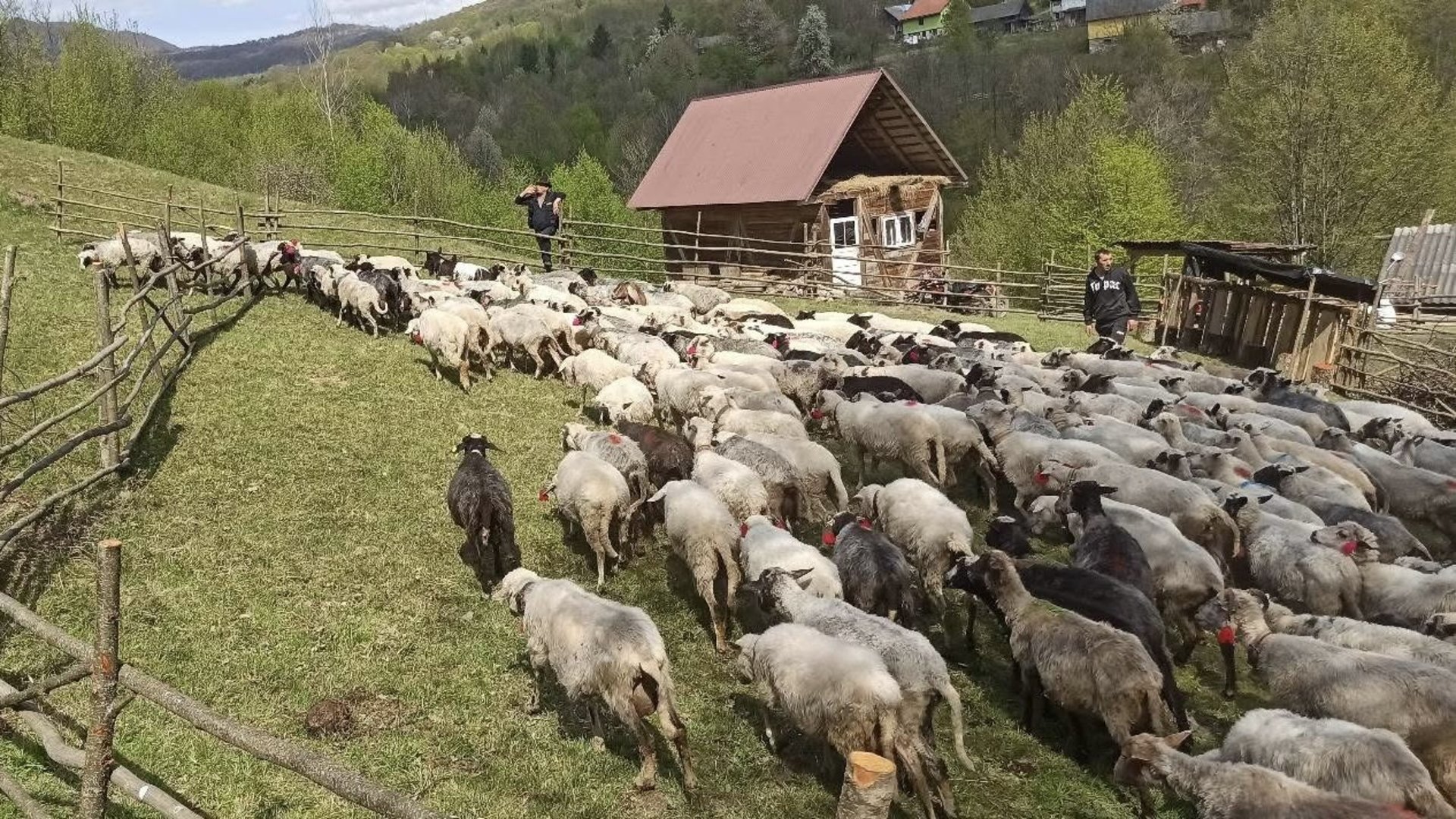 Фото до матеріалу: Традиційне гуцульське свято «Міра» зібрало вівчарів на Рахівщині