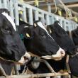 Фото до матеріалу: Аграрії на окупованих територіях масово нищать врожай через логістичний колапс