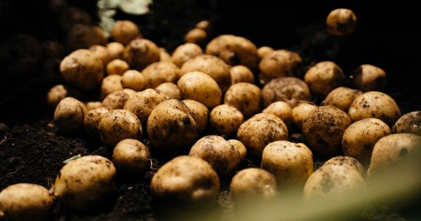 Фото до матеріалу: ЄС накриває добривна криза: фермери можуть зменшити внесення азоту під врожай-2027