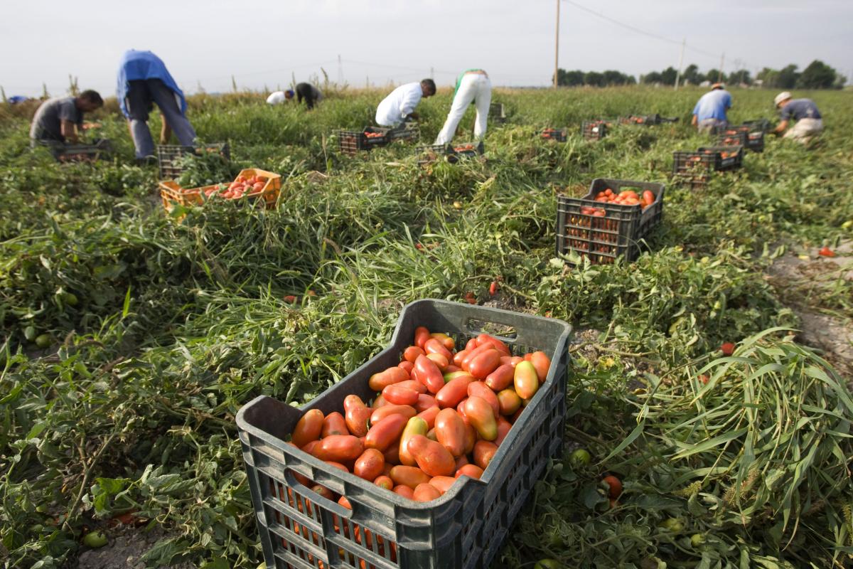 Фото до матеріалу: ЄС і Україна стануть найбільшим виробником аграрної продукції у світі, але є ризики конфлікту на кордонах