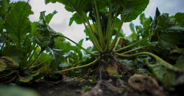 Фото до матеріалу: Кавушевська: Посівні площі під цукровим буряком в Україні цього року можуть стати найменшими за часи незалежності