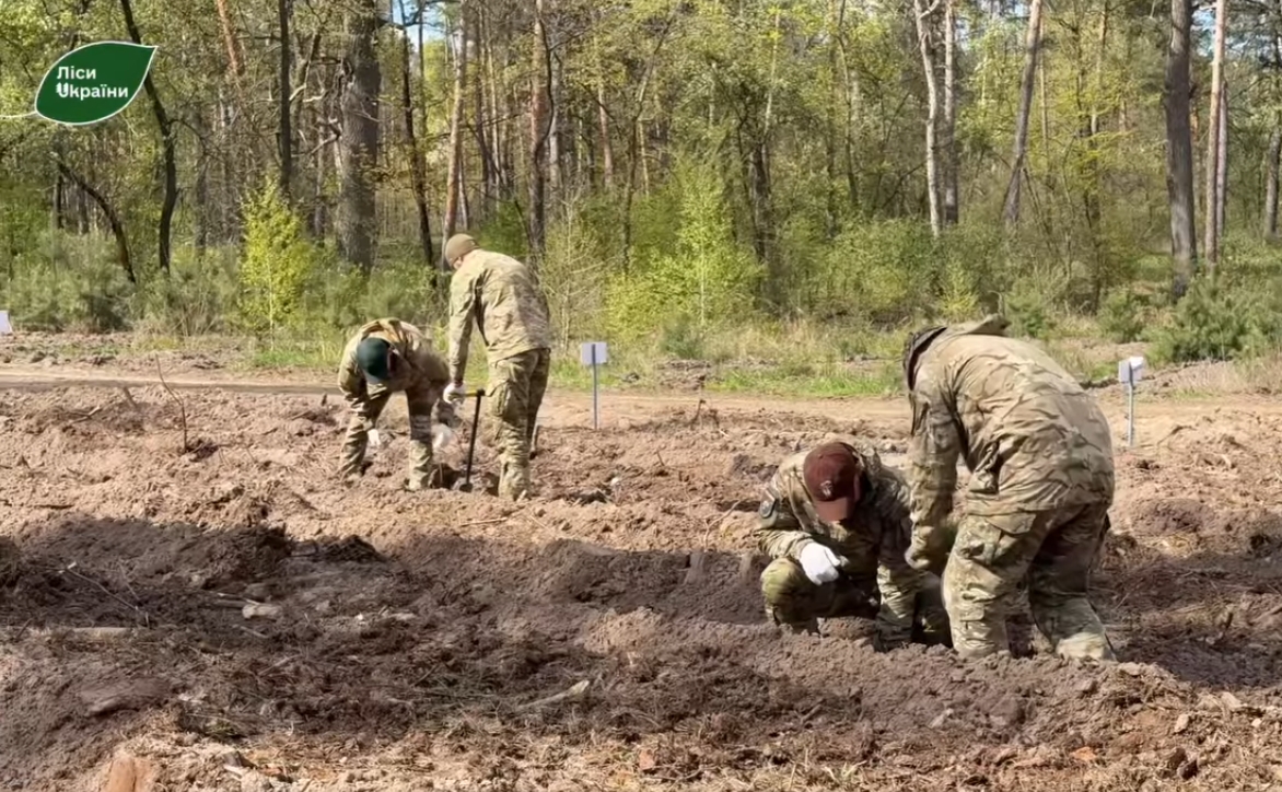 Фото до матеріалу: На Черкащині за півтора місяці висадили понад 8 гектарів нових лісів