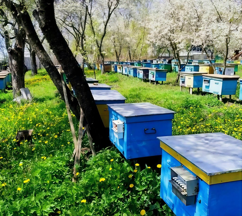 Фото до матеріалу: Як розпізнати якісний бджолиний пилок: поради для покупців