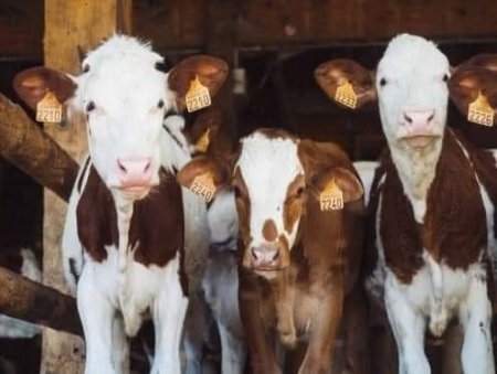 Фото до матеріалу: У водоймі парку Буштино знайшли мертвого оленя після святкування Дня селища