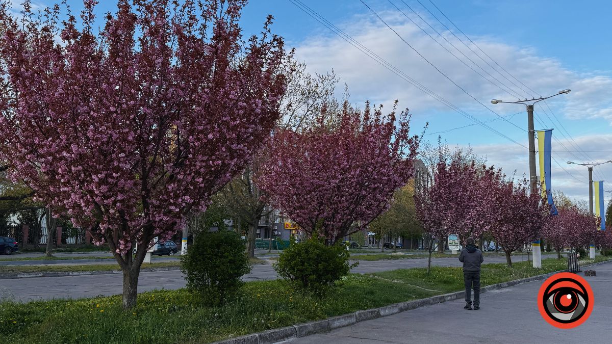 Фото до матеріалу: Калуш у рожевих квітах: де найкраще милуватися цвітінням сакур