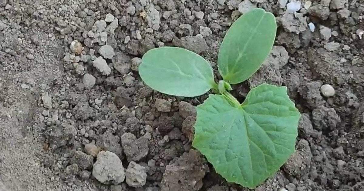 Фото до матеріалу: Коли сіяти огірки у відкритий ґрунт 2026: поради агрономів та народні прикмети