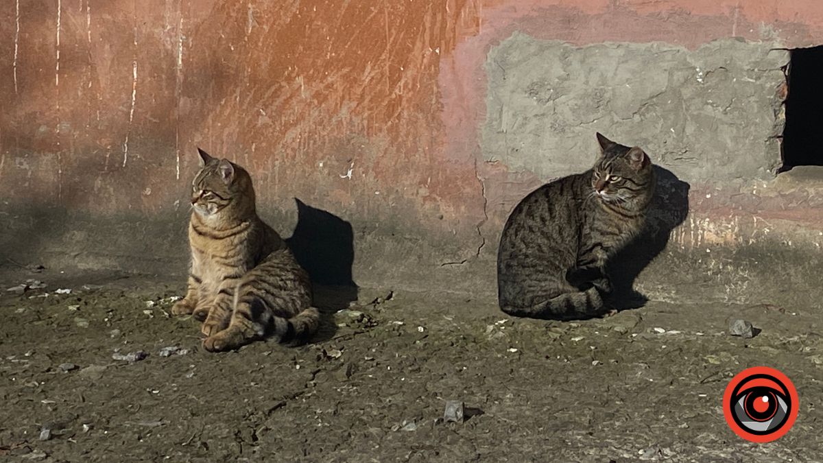 Фото до матеріалу: Вуличні коти Калуша: від рудих до чорних — фотозйомка міських мешканців