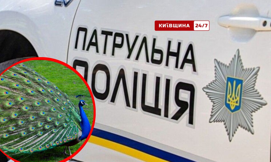 Фото до матеріалу: Павич на прив'язі в центрі Києва: поліція врятувала птаха з недобудови