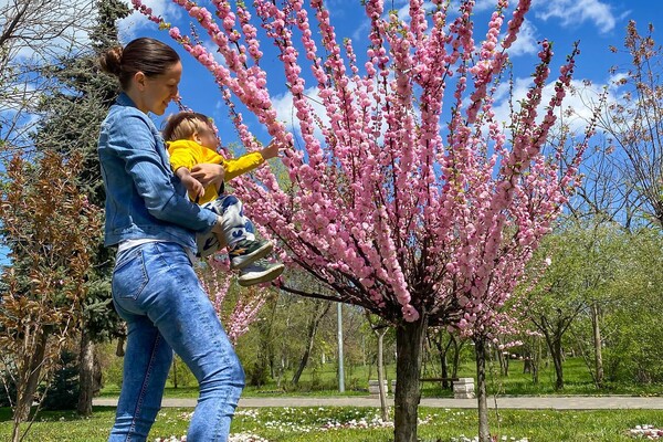 Фото до матеріалу: Де квітуть сакури в Україні: 10 міст для весняних прогулянок