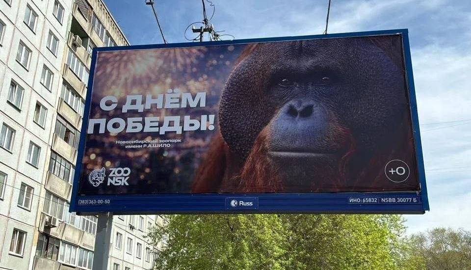 Фото до матеріалу: У Новосибірську зоопарк встановив банер з орангутангом до Дня перемоги