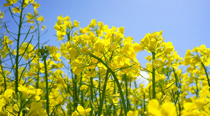 Фото до матеріалу: Виробництво ріпаку в Канаді знизиться до 20 млн т — AgroPortal.ua