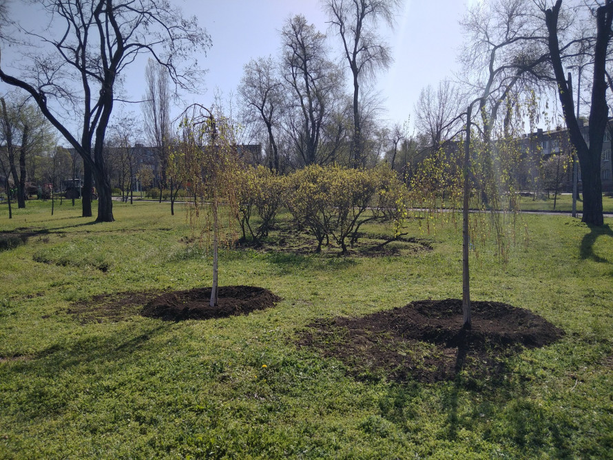 Фото до матеріалу: Кривий Ріг оновився: тисячі сакур, кленів та беріз прикрасили міські сквери