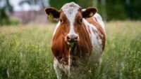 Фото до матеріалу: Старт грантової програми ДАР у 2026 році: умови та можливості для фермерів