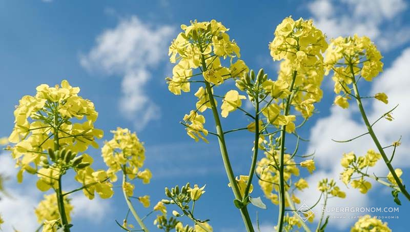 Фото до матеріалу: В Україні змінять порядок експорту сої та ріпаку у сезоні 2026/27