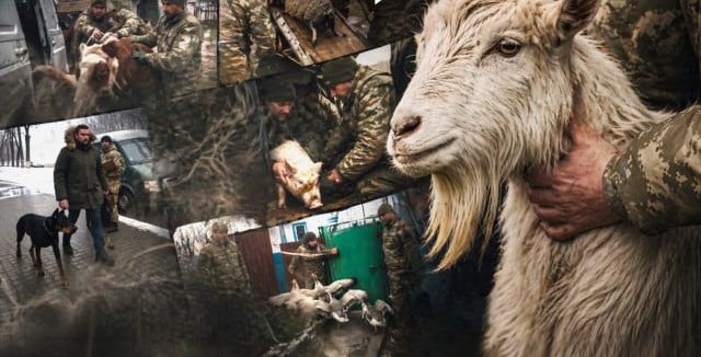 Фото до матеріалу: Російські фейки в TikTok: як ШІ створює міфи про вилучення худоби та мобілізацію