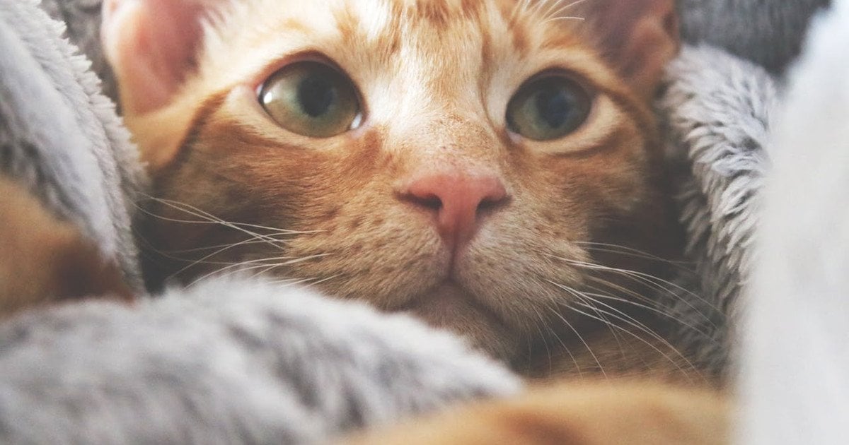 Фото до матеріалу: Вперше в історії: людина заразилася пташиним грипом від домашнього кота