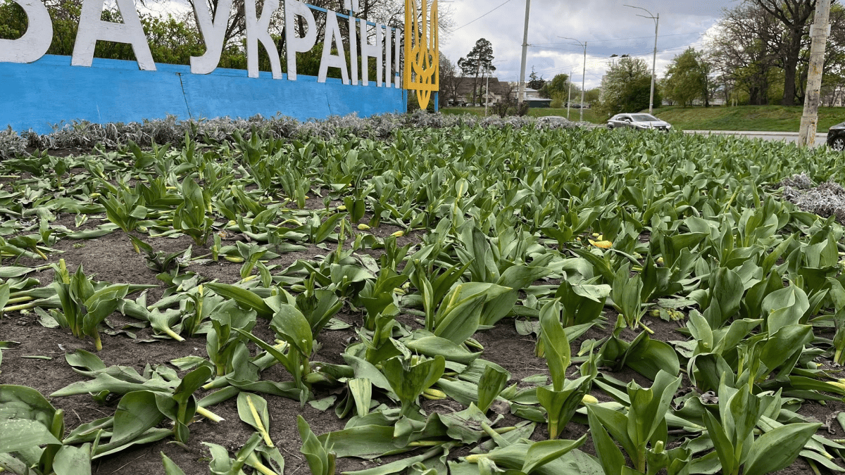 Фото до матеріалу: У Києві невідомі знищили тюльпанні клумби: фото пошкоджень у Святошині та Шевченківському районах