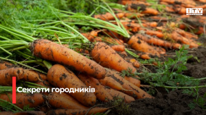 Фото до матеріалу: Кібербулінг в Україні: статистика зростання та реальні історії жертв