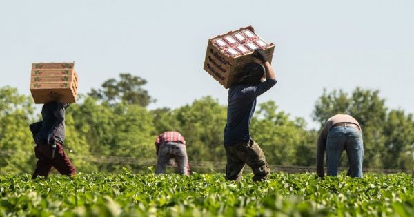 Фото до матеріалу: Чи готові українські аграрії наймати працівників з Бангладешу та Непалу?