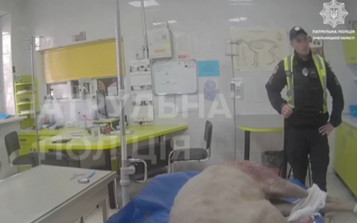 Фото до матеріалу: Косуля потрапила під колеса авто в центрі Хмельницького: тварину врятували