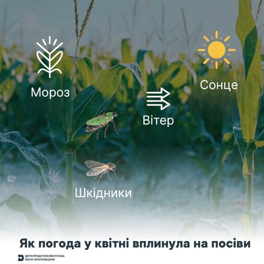 Фото до матеріалу: Квітневі заморозки та шкідники: стан аграрного сезону на Івано-Франківщині