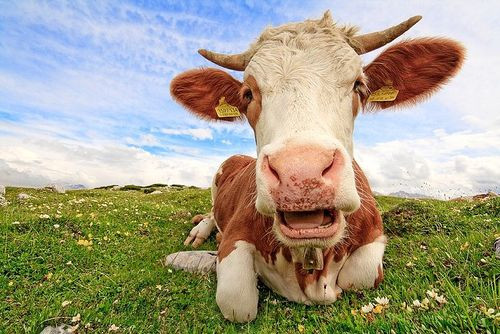 Фото до матеріалу: Як не платити податки на продаж власної продукції: межі доходів для рослинництва і тваринництва