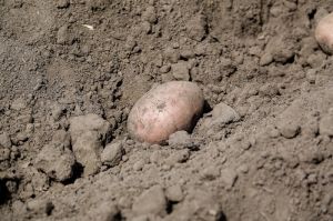 Фото до матеріалу: Як правильно живити картоплю: як уникнути дефіциту чи надлишку азоту