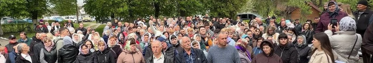 Фото до матеріалу: Як врятувати черешню від попелиці: прості методи боротьби та профілактика