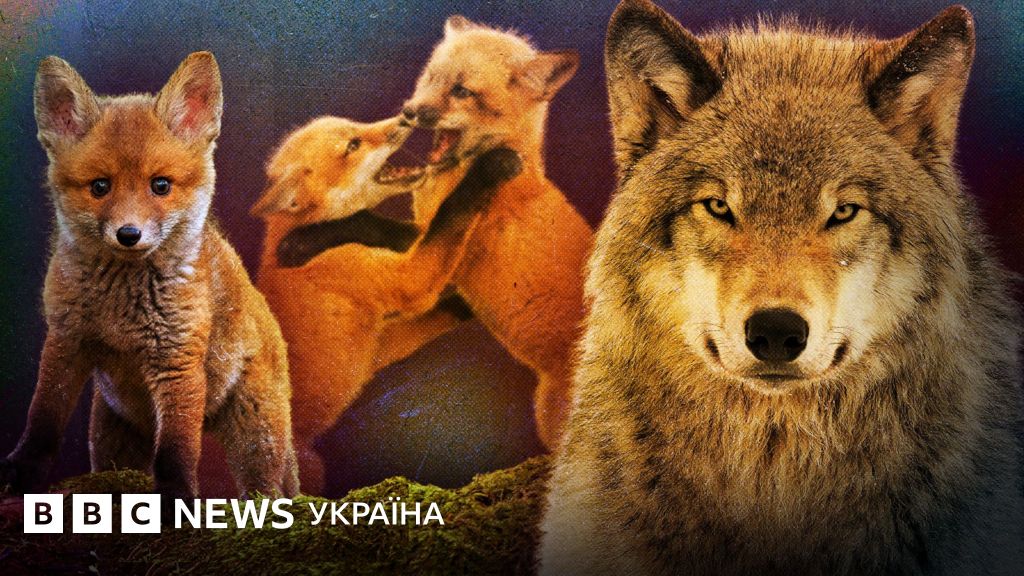 Фото до матеріалу: Чому хижаки перестали боятися людей і чи треба відновити полювання в Україні