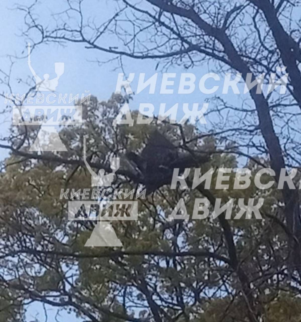 Фото до матеріалу: У Солом'янському районі Києва уламки ракети зависли на дереві на цвинтарі