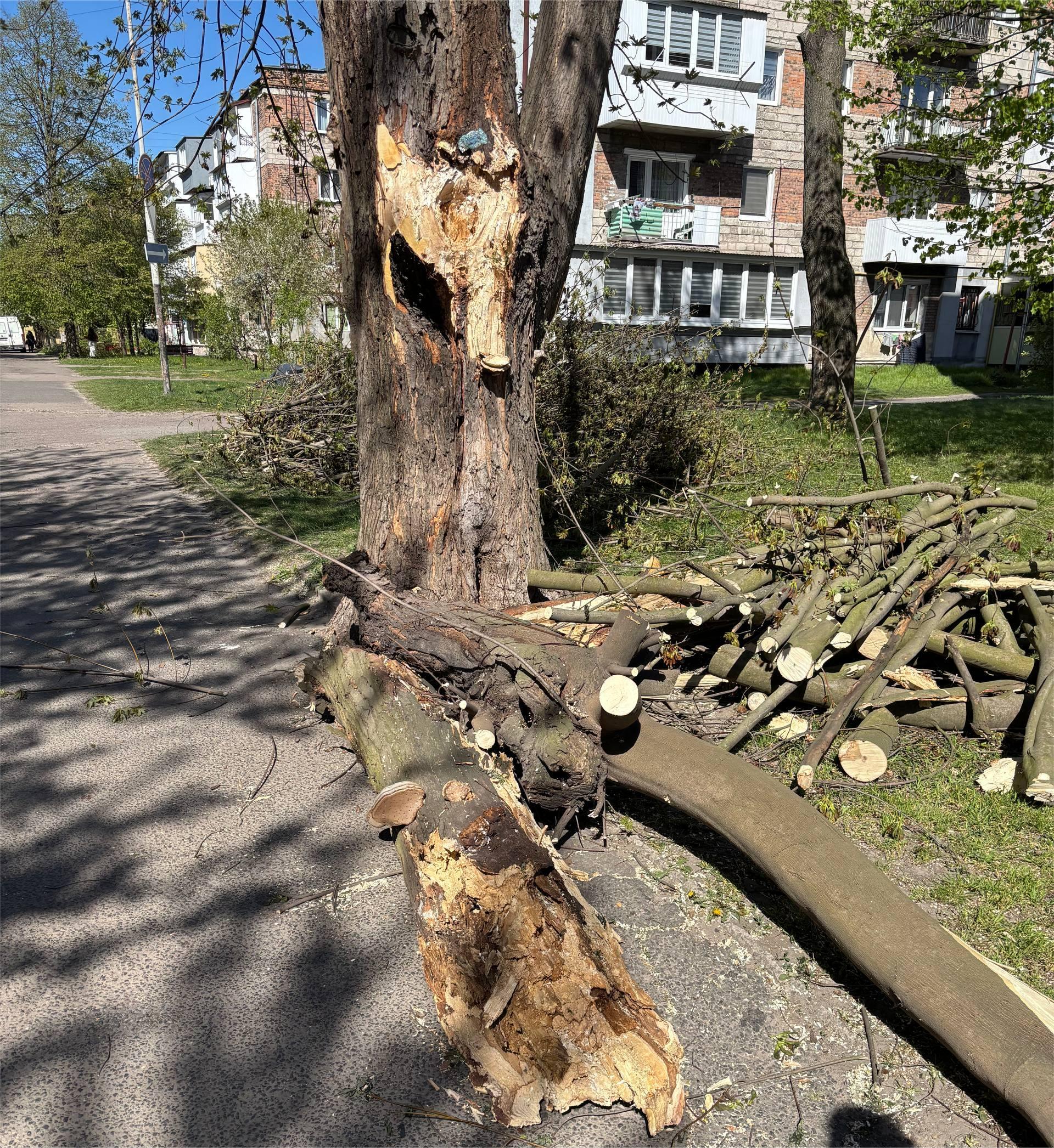Фото до матеріалу: У Шептицькій громаді ліквідують наслідки буревію: пошкоджено дахи та дерева