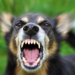 Фото до матеріалу: Освітяни Кам'янського передали 55-й автомобіль на фронт
