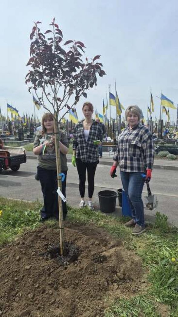 Фото до матеріалу: Матері загиблих захисників створили алею сакур на Сабарівському кладовищі