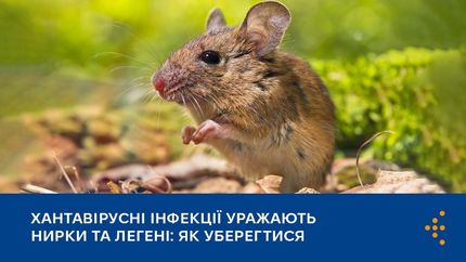 Фото до матеріалу: Хантавірус: що це таке, симптоми та як захиститися