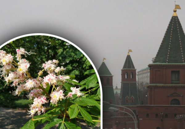 Фото до матеріалу: Чому легенда про царя Миколи І про каштани в Києві — це брехня