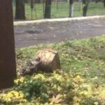 Фото до матеріалу: Поліція Кривого Рогу затримала наркозакладчика з 40+ сліп-пакетами