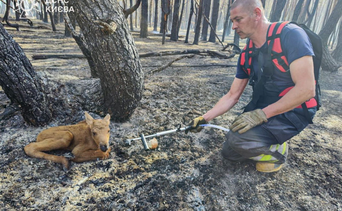 Фото до матеріалу: Рятувальники врятували лосеня на згарищі лісової пожежі в Чорнобильській зоні