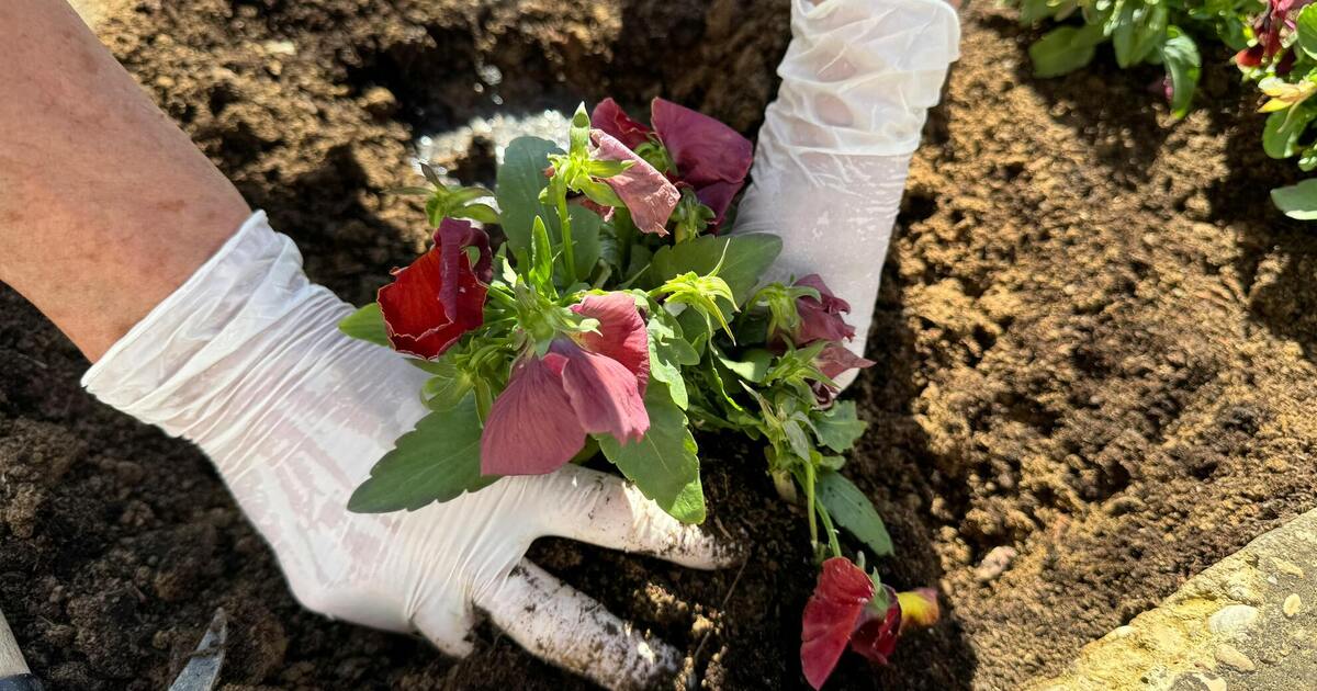 Фото до матеріалу: 6 невибагливих рослин для першого саду: як зробити гарний ділянку без складного догляду