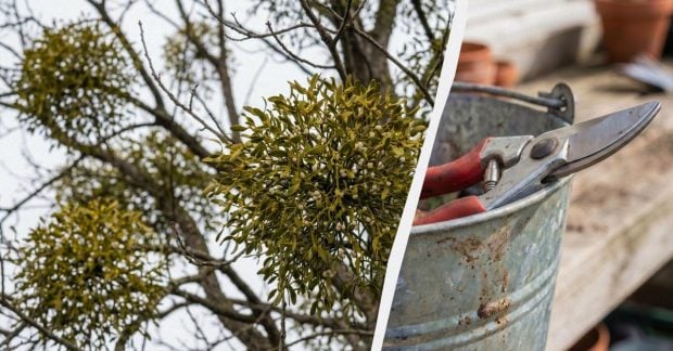 Фото до матеріалу: Як врятувати садові дерева від омели: правильна обрізка та профілактика для київських садів