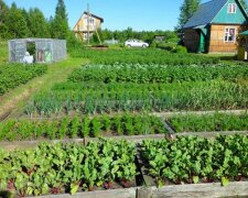 Фото до матеріалу: Вже за тиждень: аліменти "законно" перестануть платити, а борги спишуть - адвокат заявила про проблему