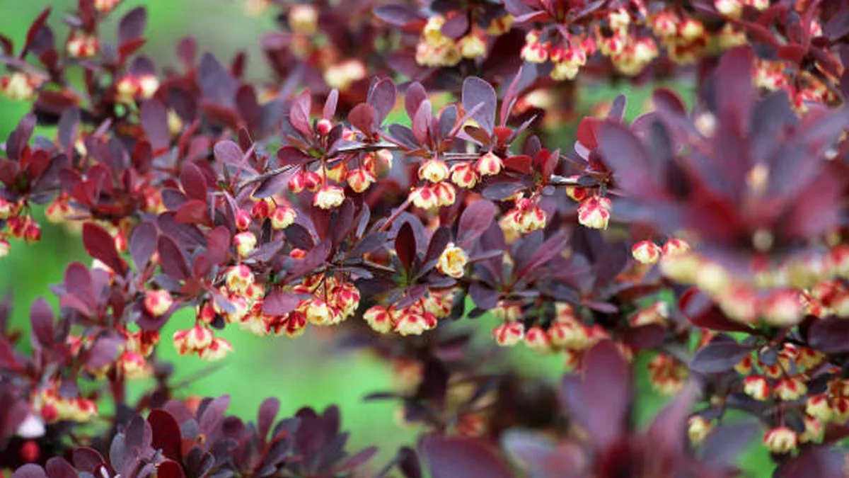 Фото до матеріалу: Оминайте десятою дорогою: садівники назвали кущ, який «кишить» кліщами
