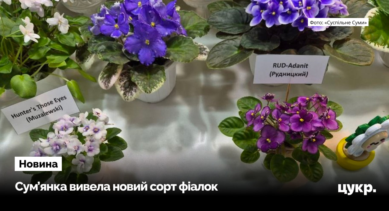 Фото до матеріалу: Сумська жінка вивела унікальну фіалку, якої немає більше ніде в світі